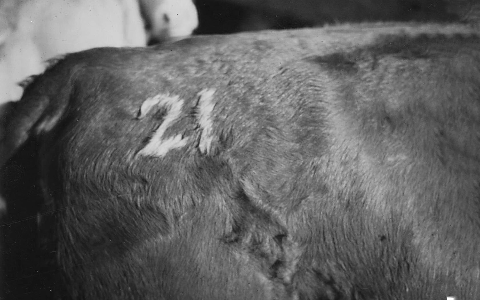 Unisono. Cow Number