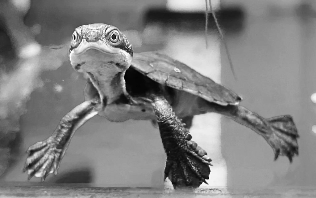 Unisono. Evolutions of a Branded Species